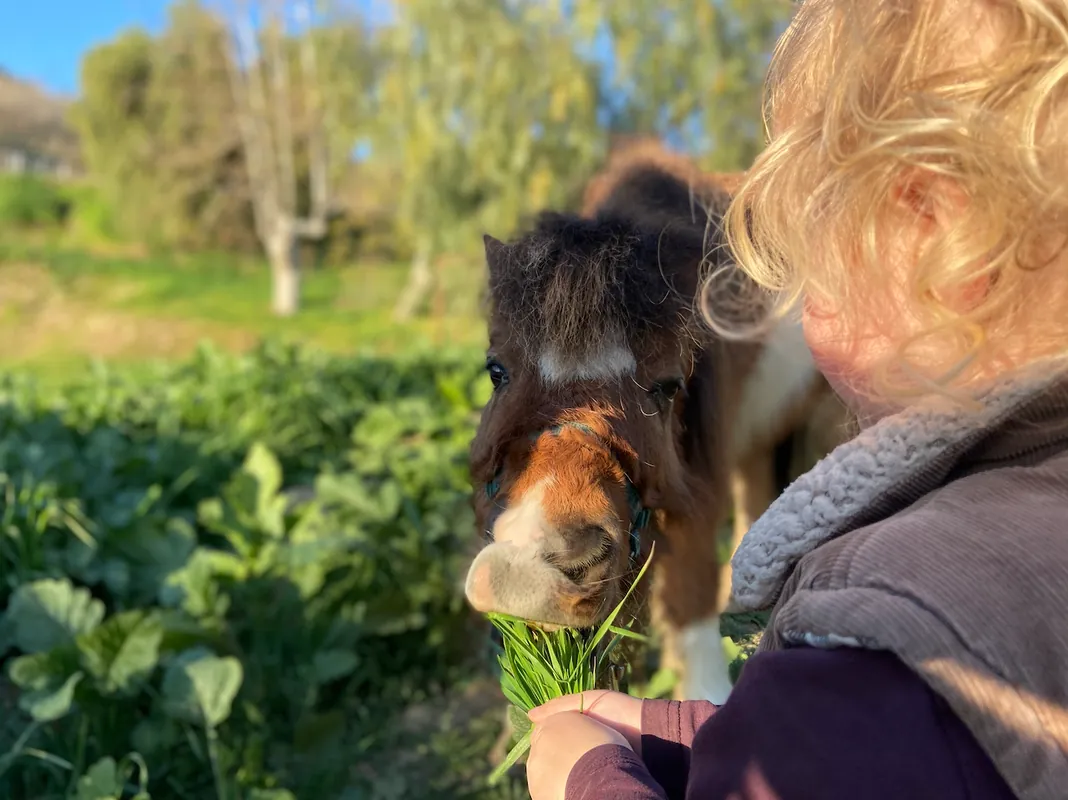 Mini Pony Adventures - drop in