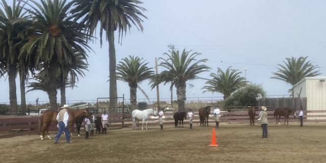 Horse Camp: Ventura County Fair