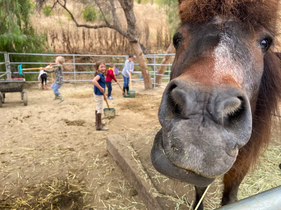 Winter Break Horse Camp Dec 28-31
