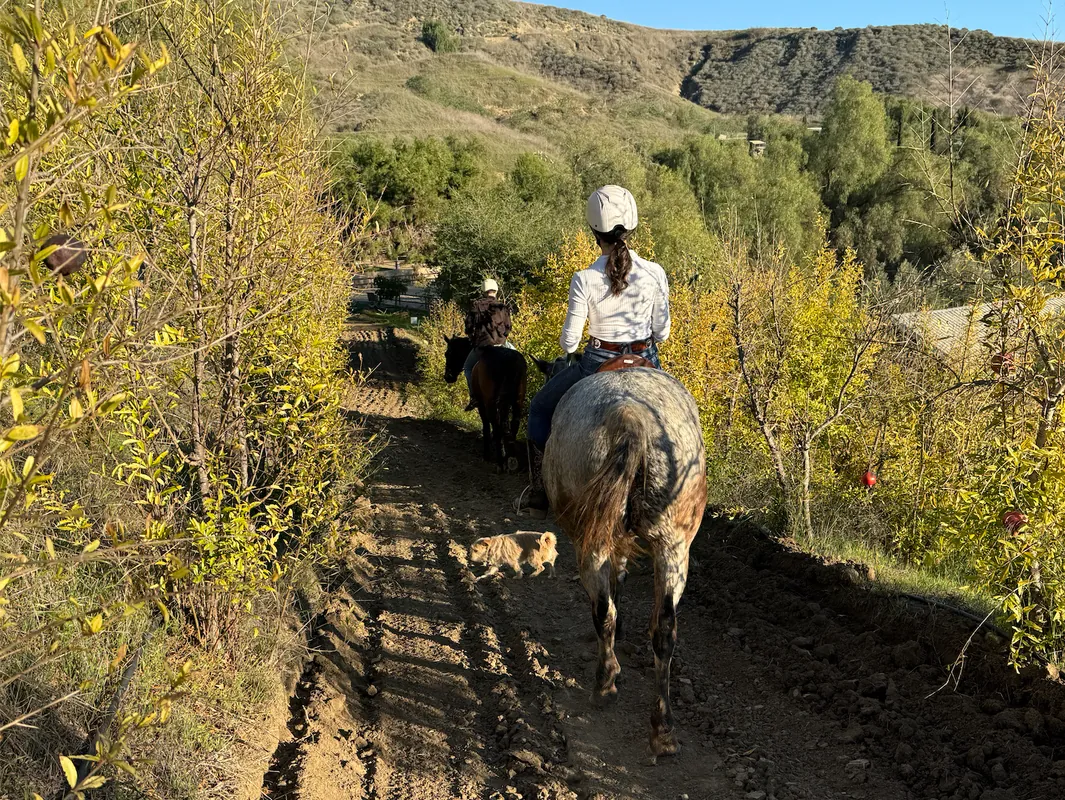 Riding & Horsemanship - Beginner Group DROP IN ages 7-14