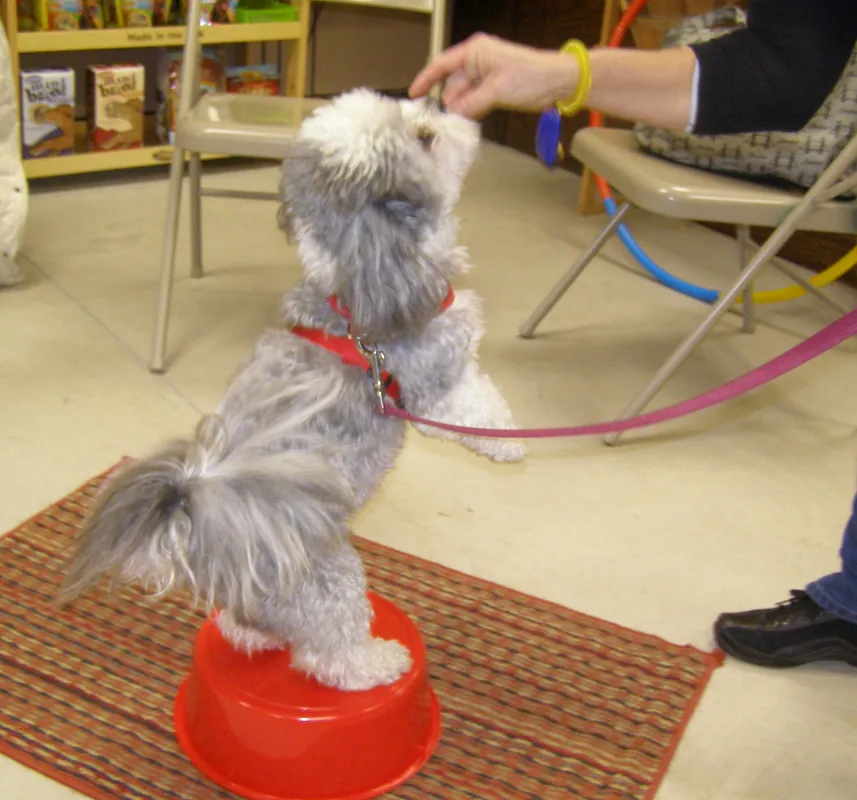 --AKC Intermediate Tricks*