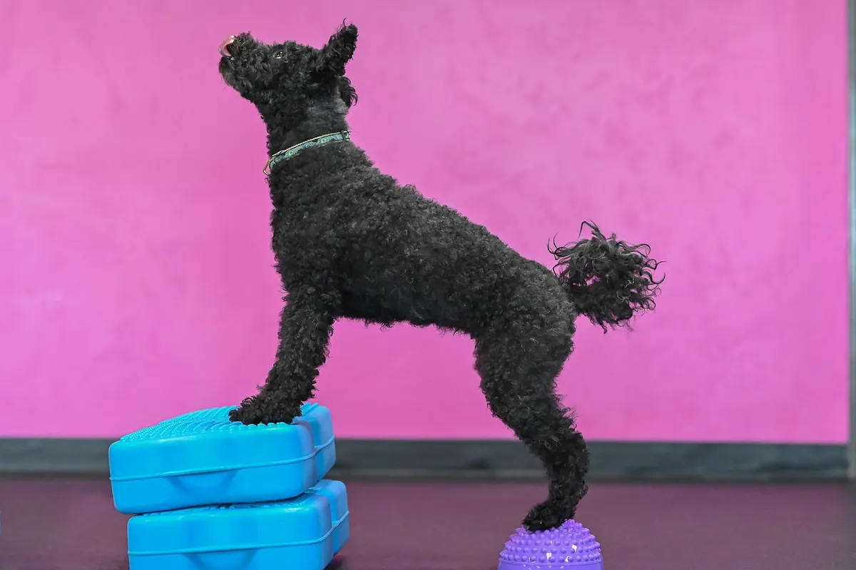 -AKC Canine Level One Fitness#