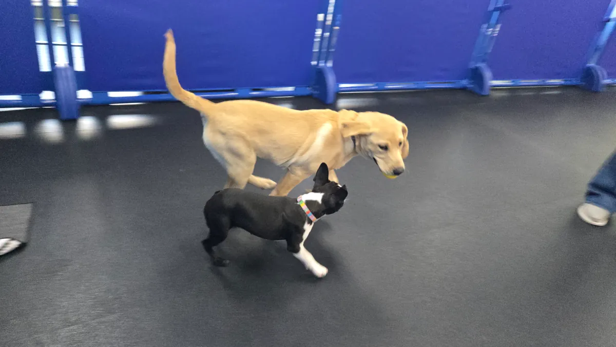 -Puppy Day School - 6 week Full Service Training Package