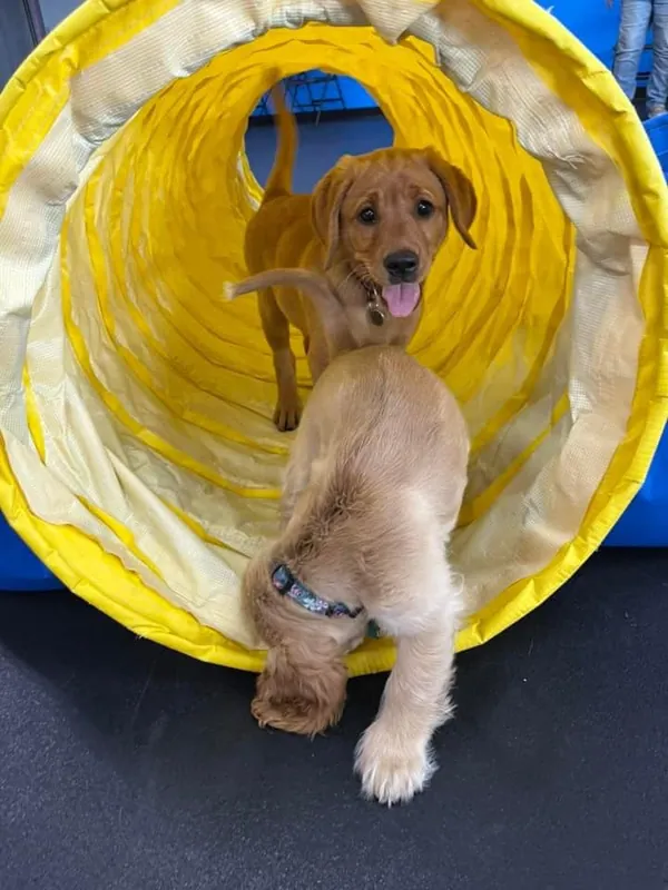 Puppy Pre-School