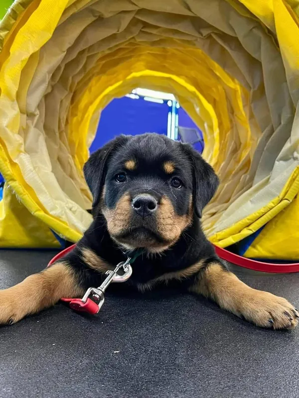 Teenage Puppy Play Date for puppies 6-10 months old