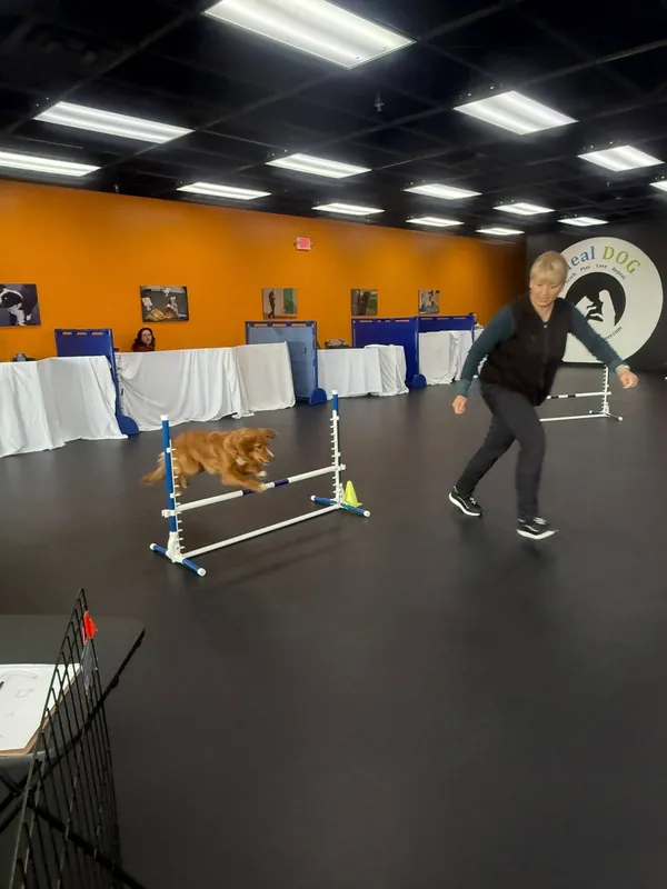 Agility Fun 1