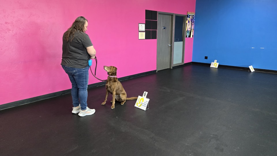 Novice/Intermediate Rally Coursework#