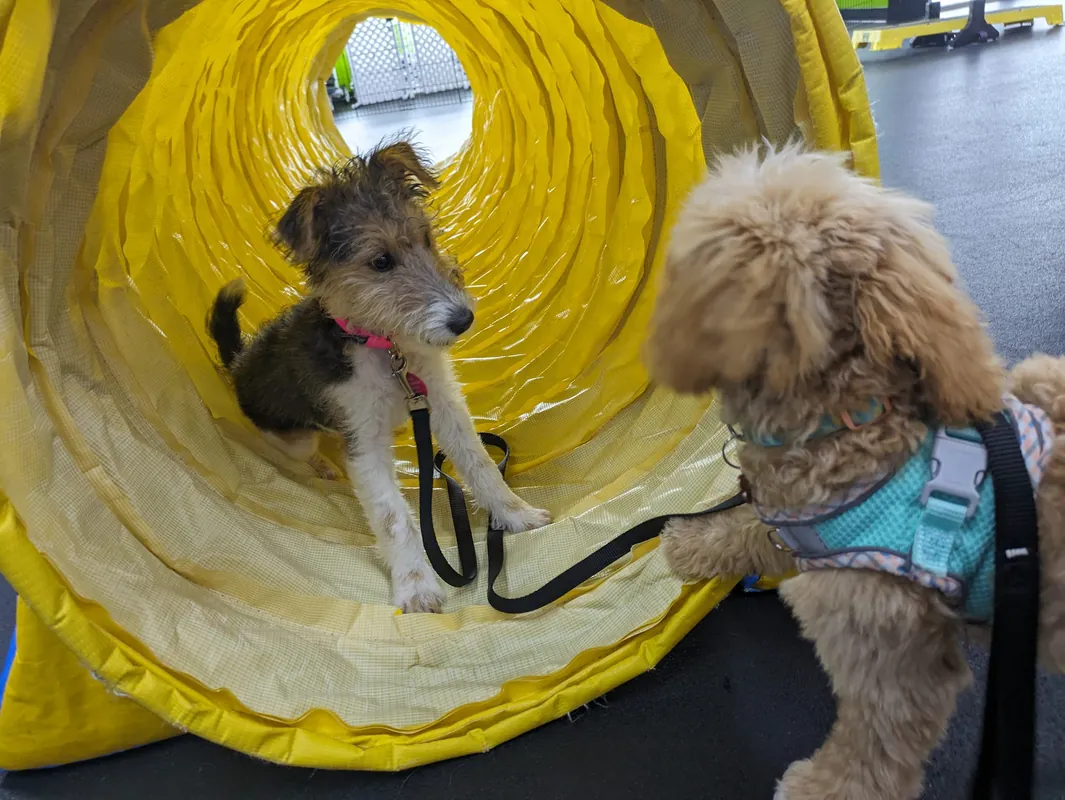 -AKC STAR Puppy Manners