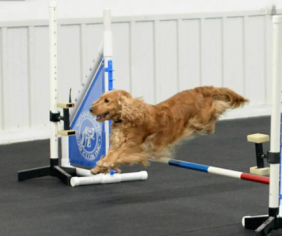 -Agility Skill Building and Proofing#