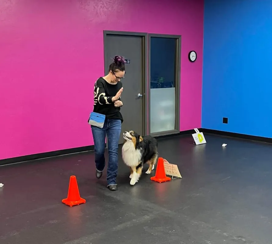 Intro to AKC Rally Obedience (Rally Fun 1)