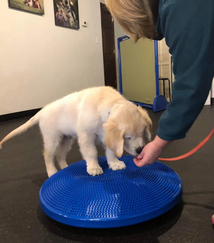 -Puppy Pre-School