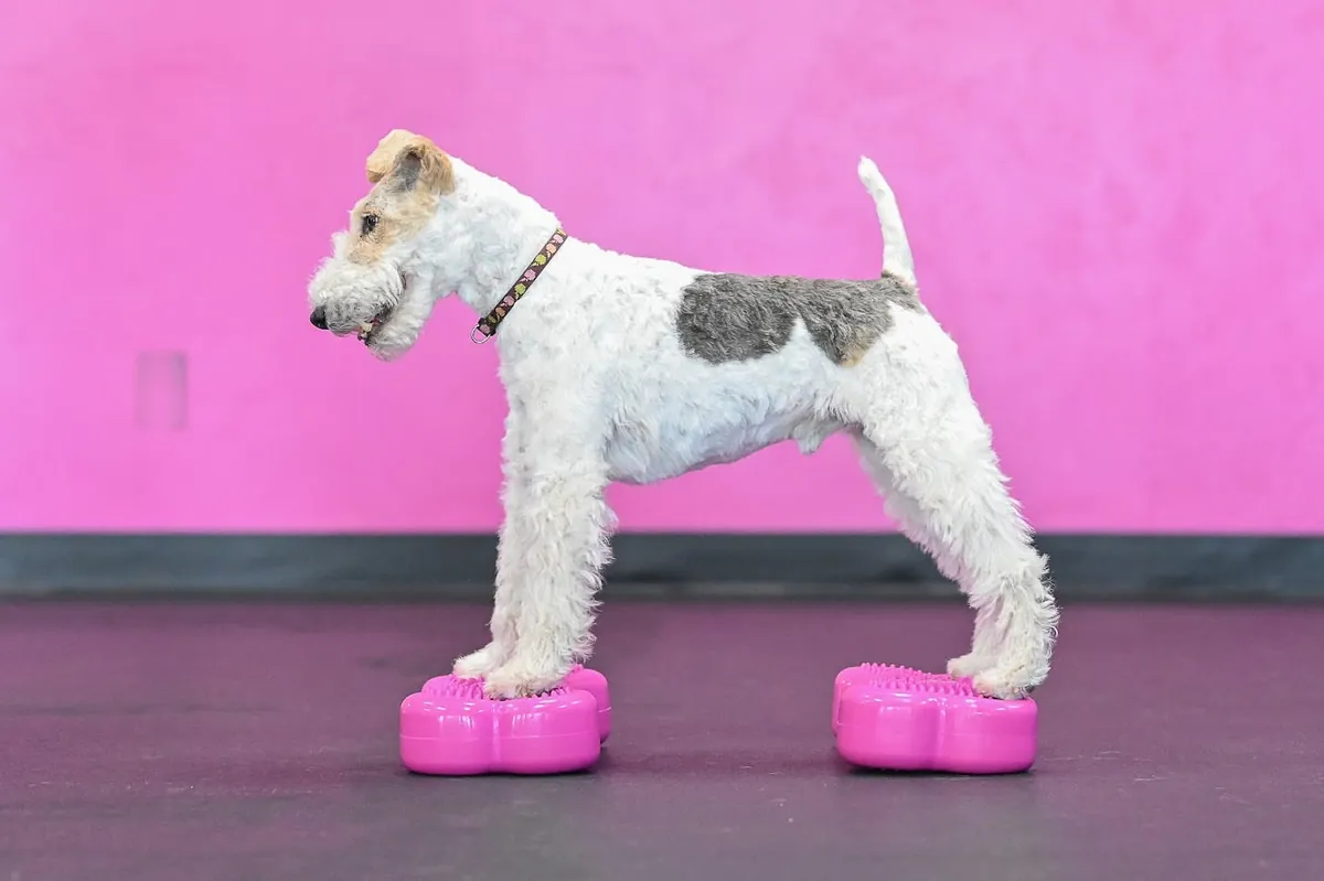 -Senior Dog Fitness