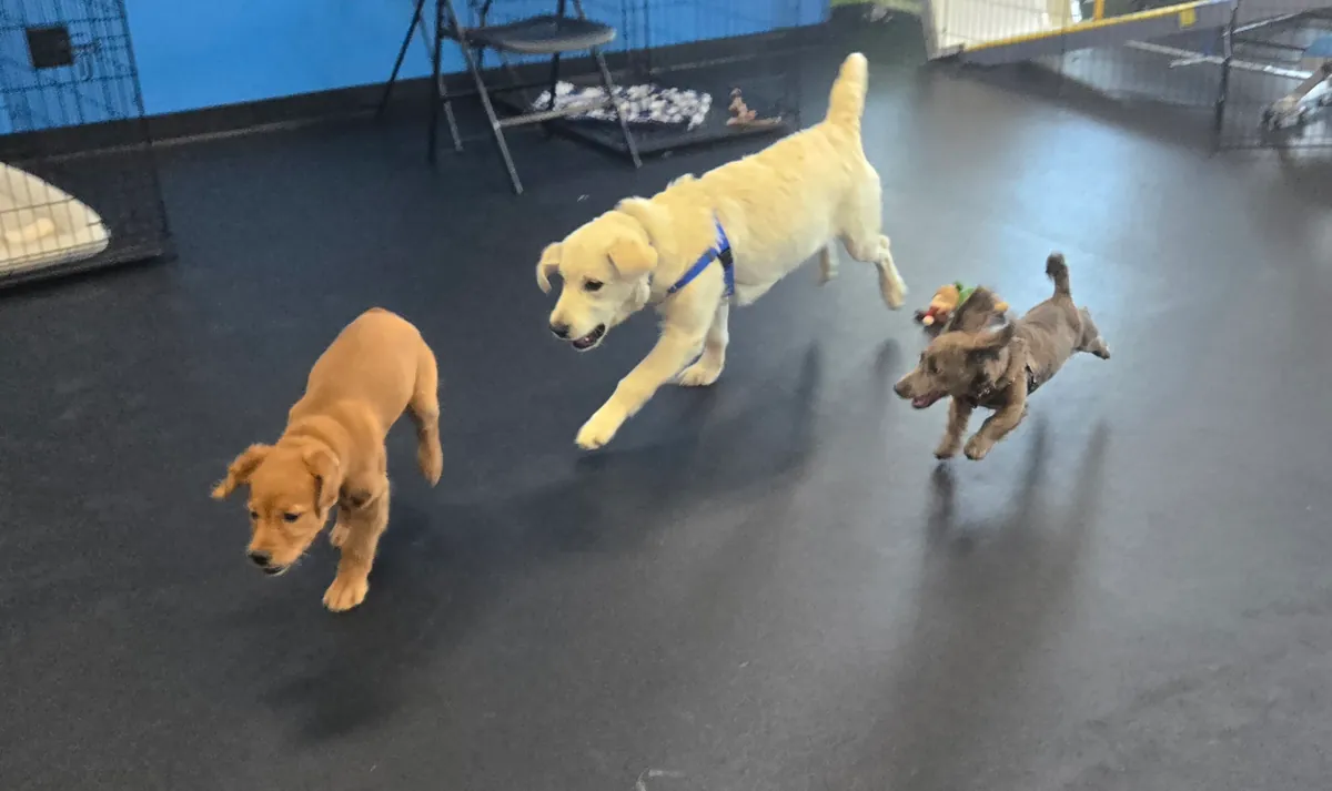 -Puppy Day School - 6 week Full Service Training Package*