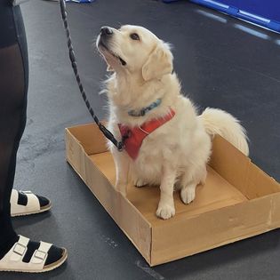 AKC Novice Tricks