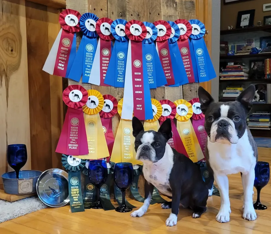 Beginner Novice Obedience