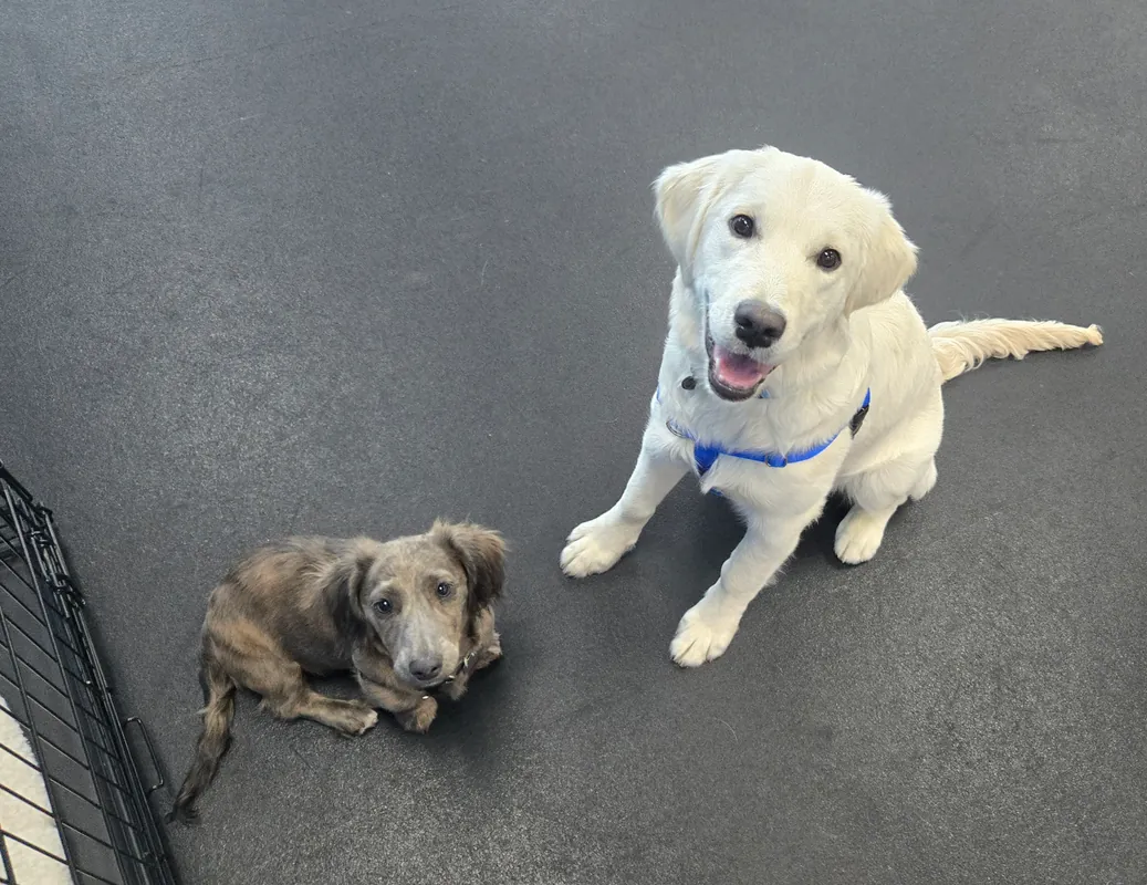 -Puppy Day School - 6 week Full Service Training Package
