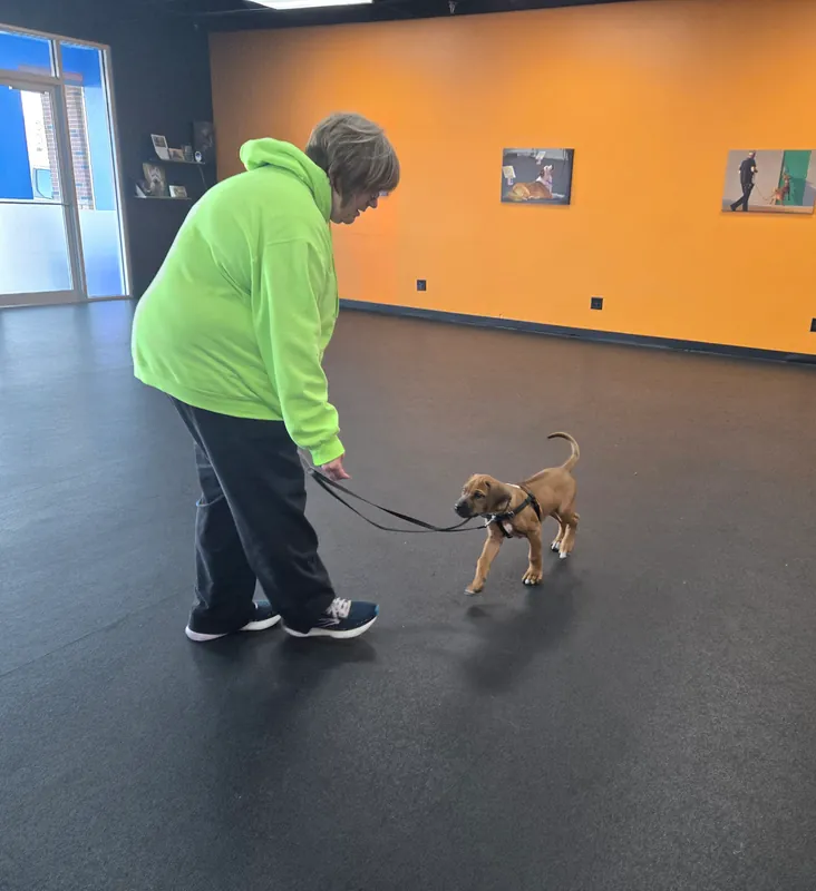 -Puppy Day School - 6 week Full Service Training Package