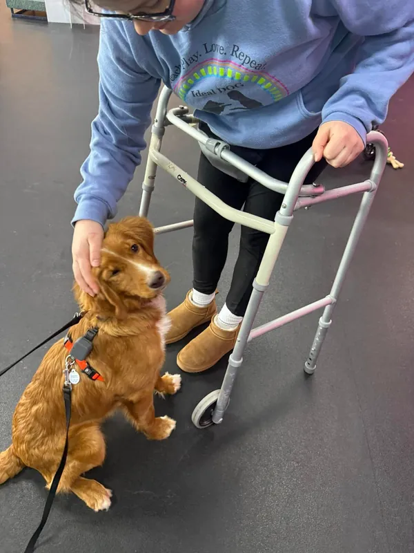 Puppy Day School - 6 week Full Service Training Package*