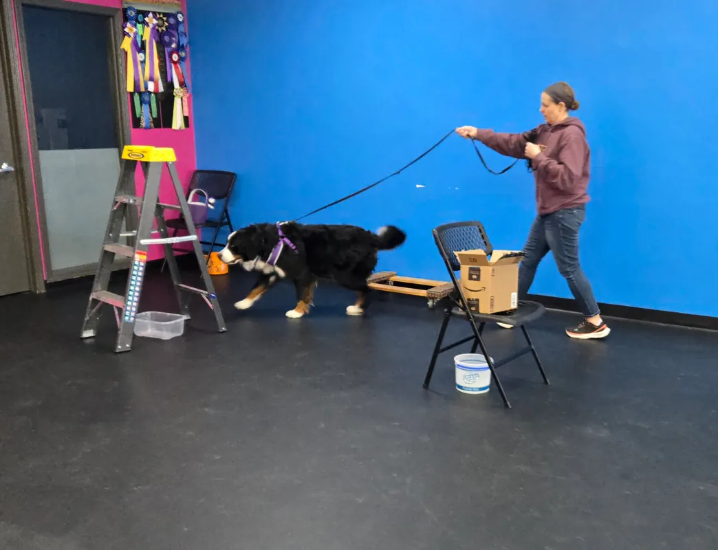 Intro to Nose Work- Step 2