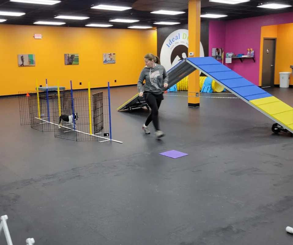 Agility Fun 2