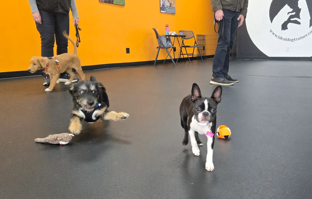 Puppy Pre-School