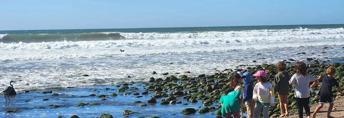 Waves & Willows