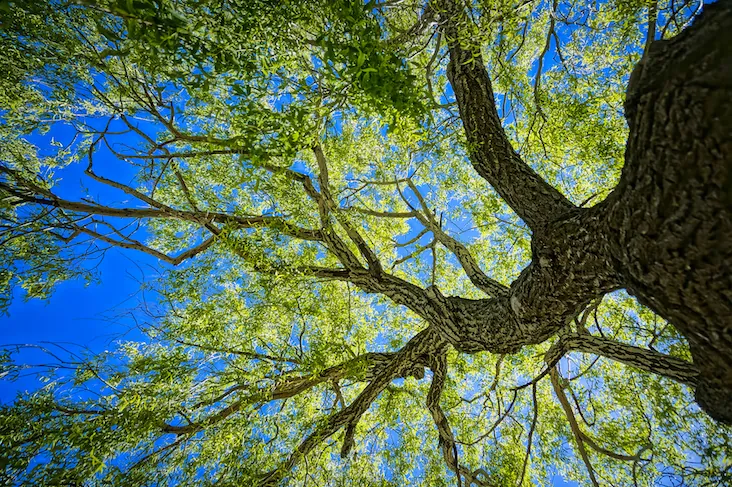 Springtime and the Element of Wood - Acutonics Online Study Group - 2 Clinical Hours Earned