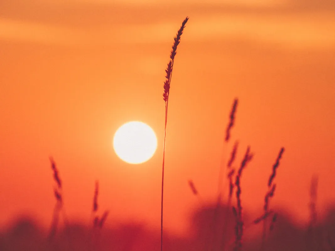 Summertime and the Element of Fire - Acutonics Online Study Group - 2 Clinical Hours Earned