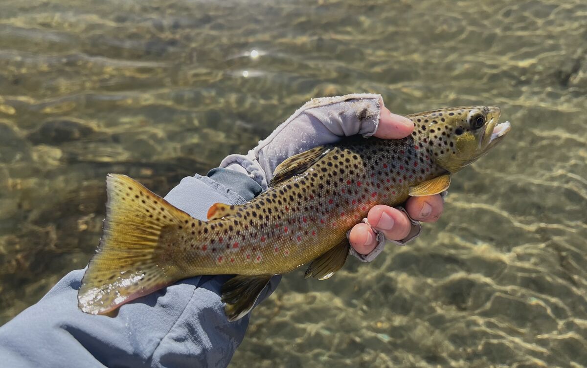 Introduction to Fly Fishing on the Water Class at the Owens River