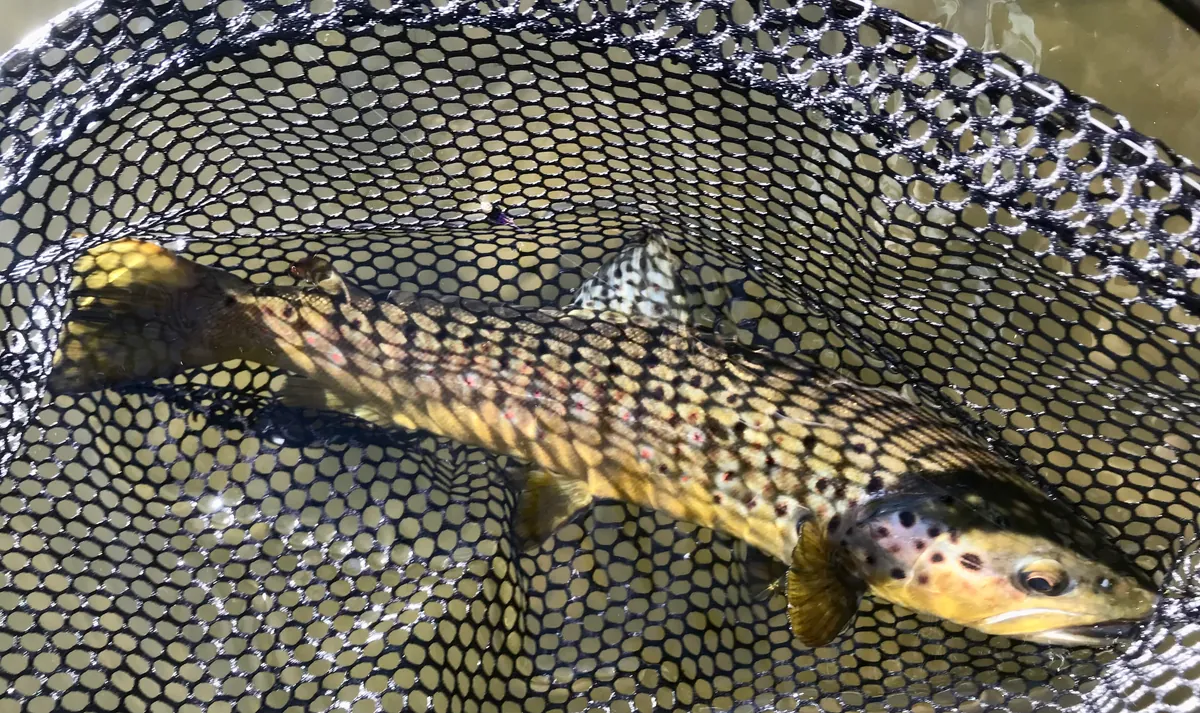 On the Water Euro-nymphing Class with Fred Rowe - Sierra Bright Dot Fly Fishing