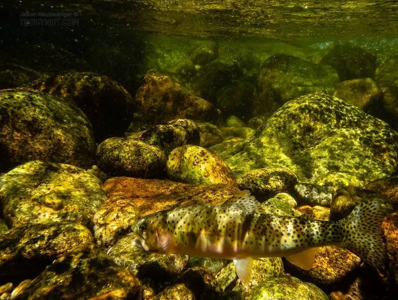 A beginner's look at Reading Trout Water