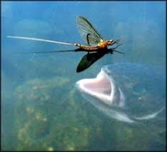 Introduction to Fly Fishing Entomology (Moved from July 11th)
