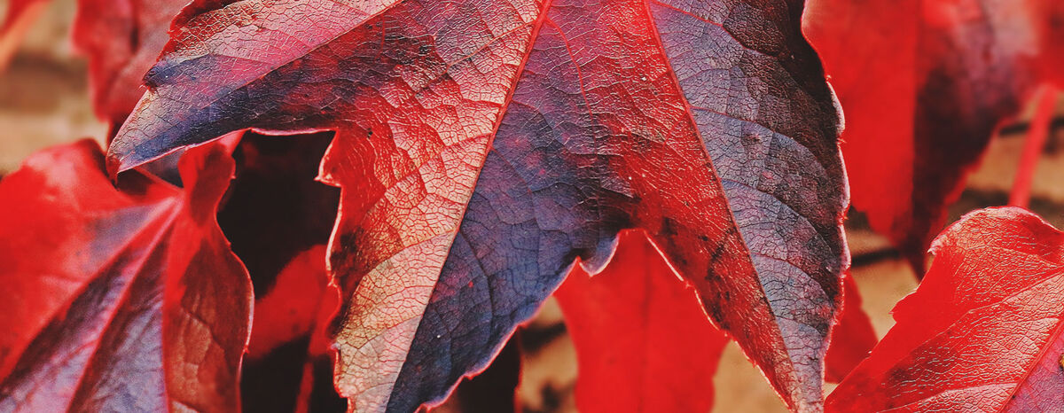 Coaching for Loss, Change Uncertainty & Grief - November 2026