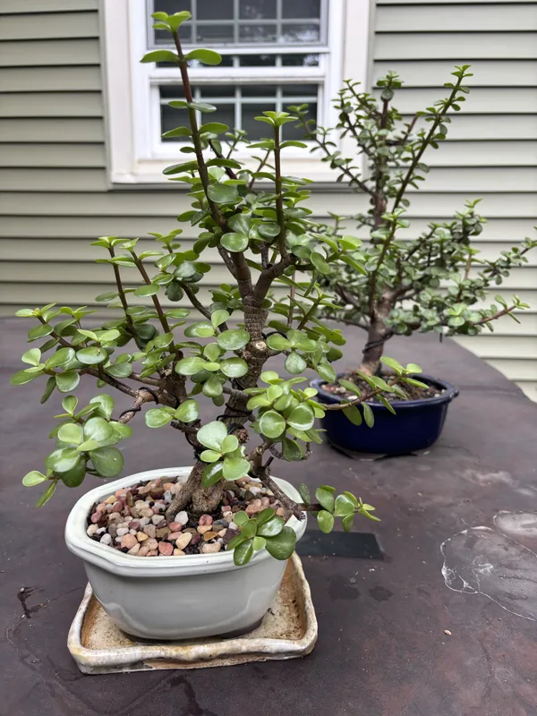 Bonsai Workshop