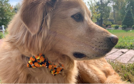 Sewing: Dress Up Your Dogs (Youth)