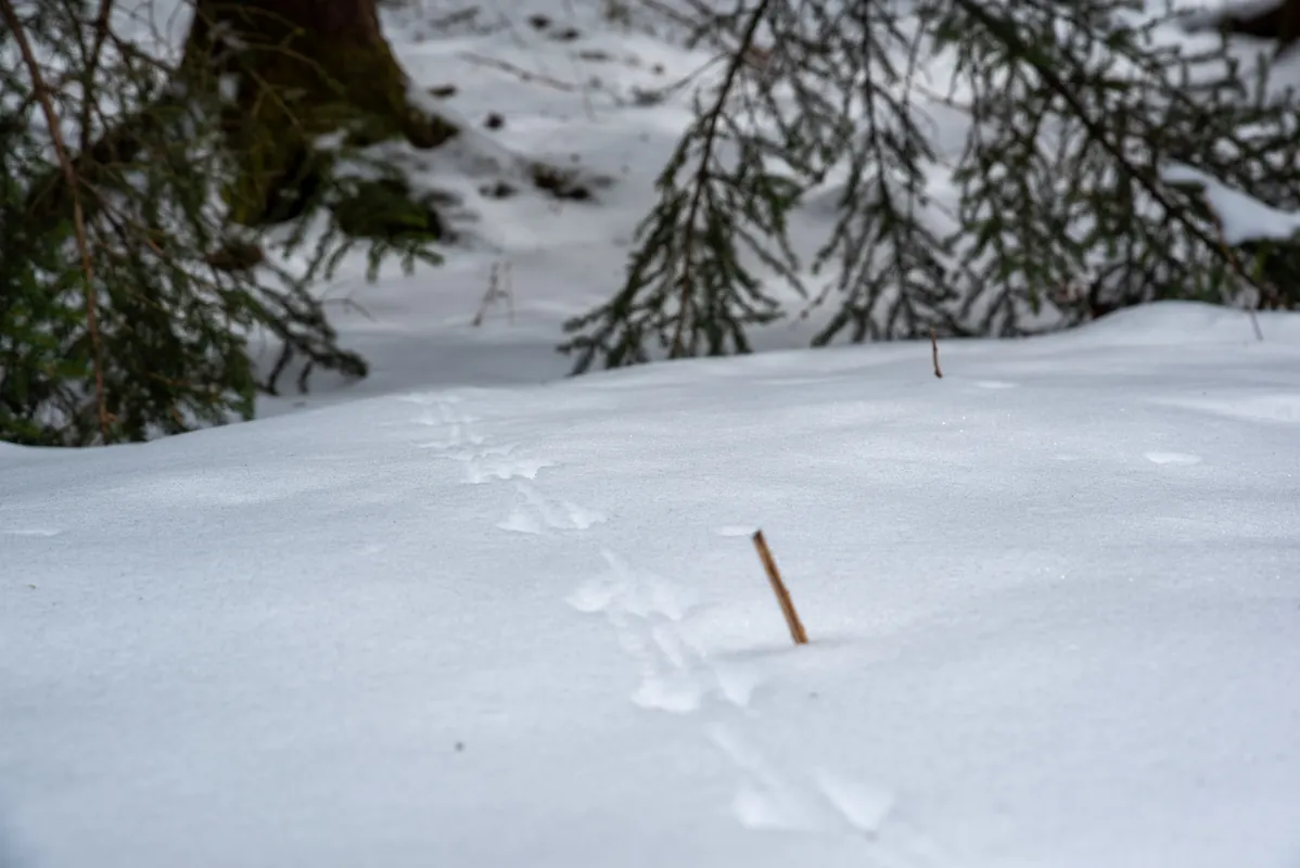 Beginner Winter Animal Tracking