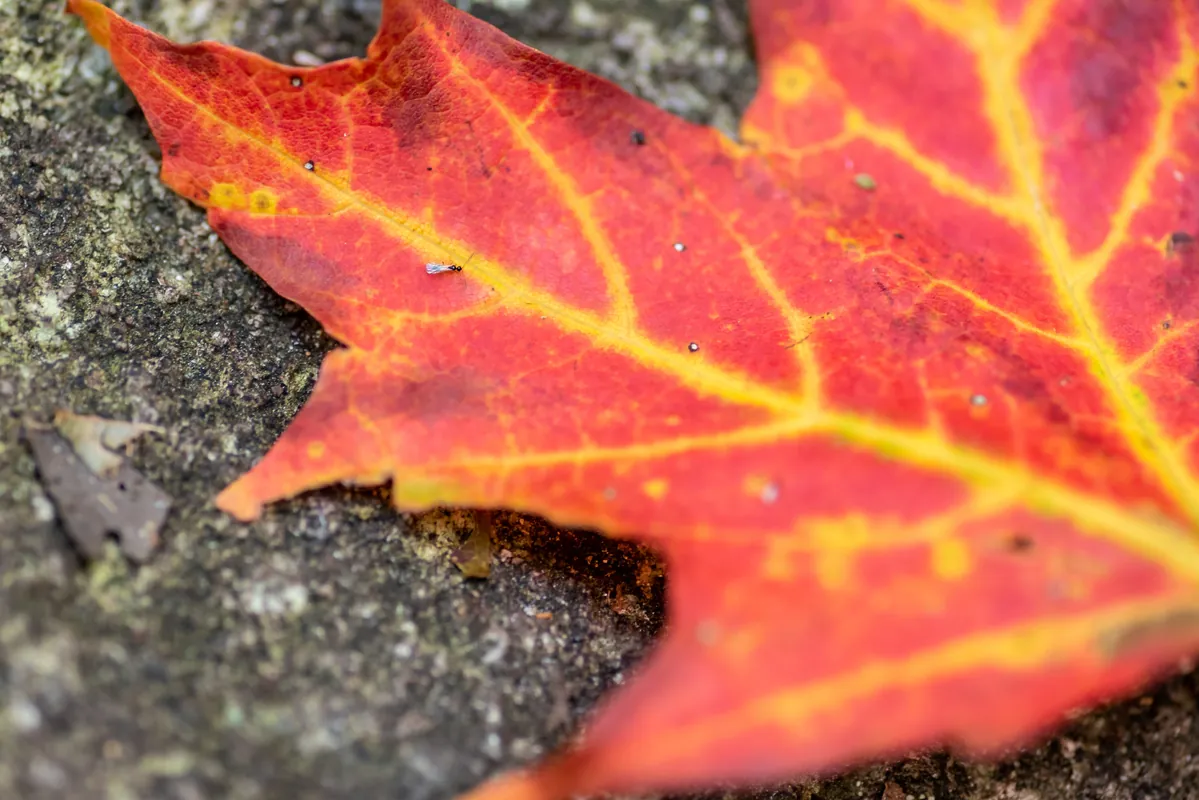 Homeschool in the Woods: Maple Monday (Ages 5-12)