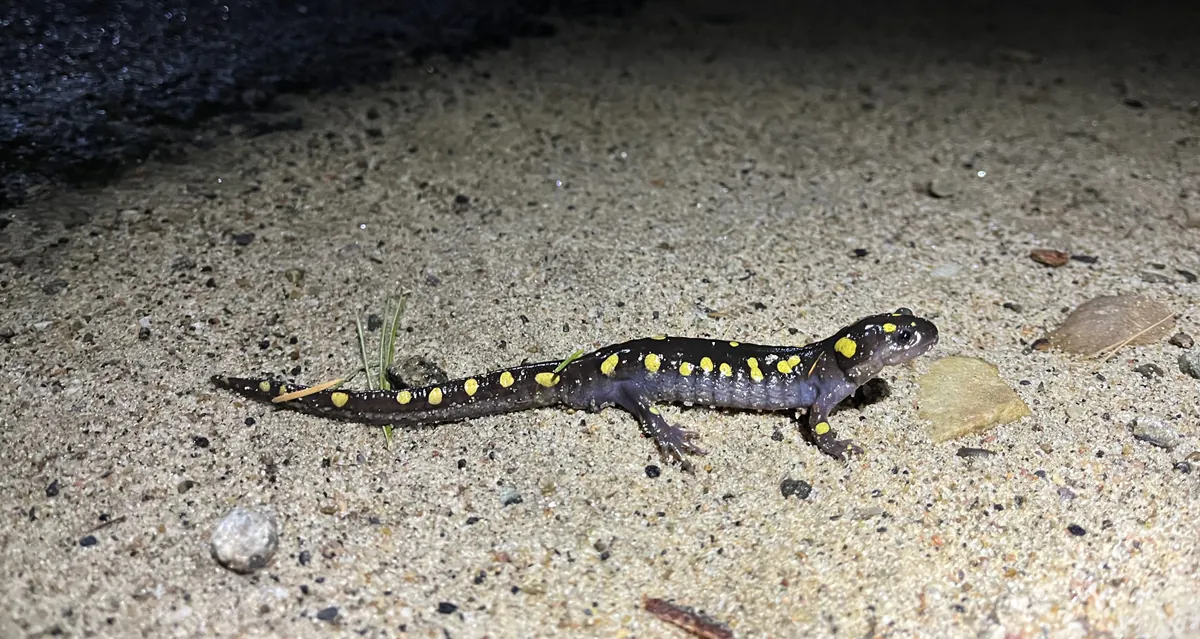 The Ribbiting World of Reptiles and Amphibians: A Guided Herping Walk