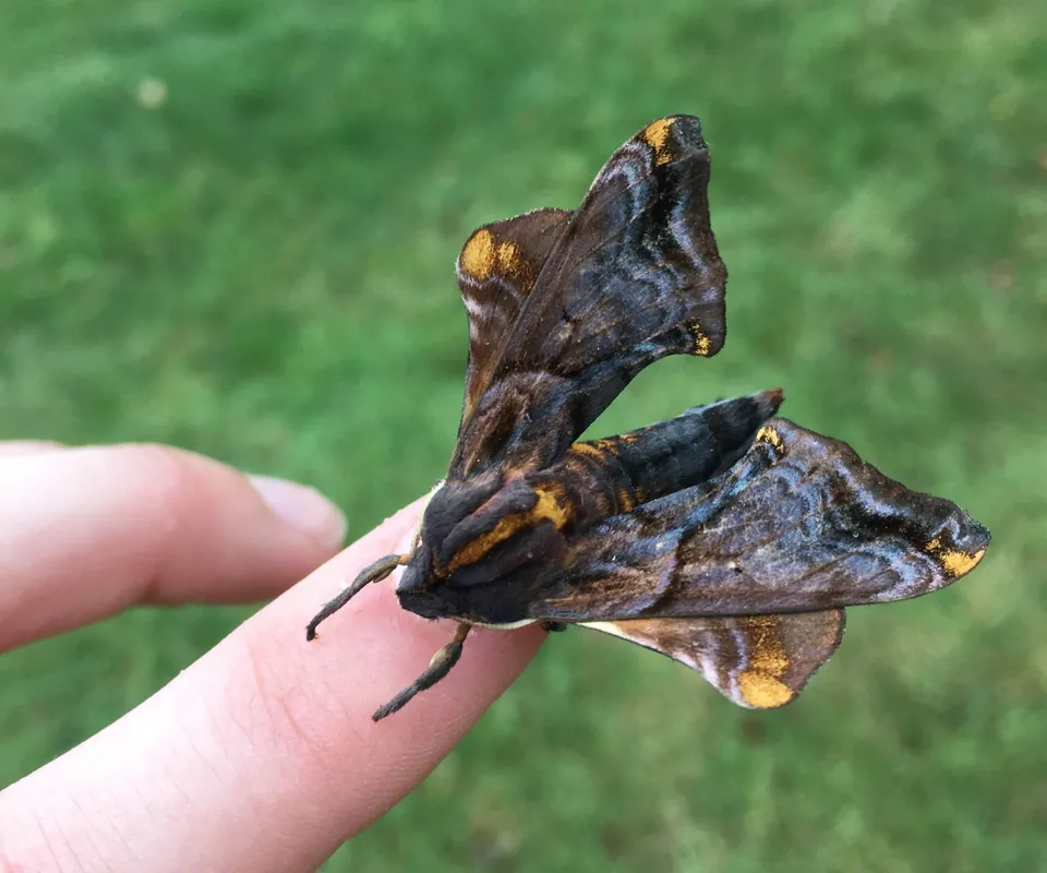 Moth Madness: An Educational Moth Lighting Program