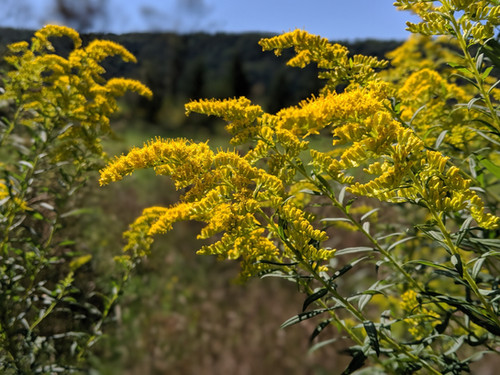 Flower Printing & Art Using Natural Resources