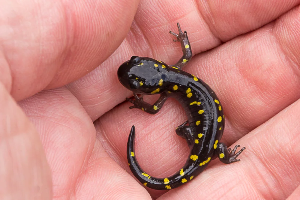Post Dinner Loj Talk with Ed Kanze