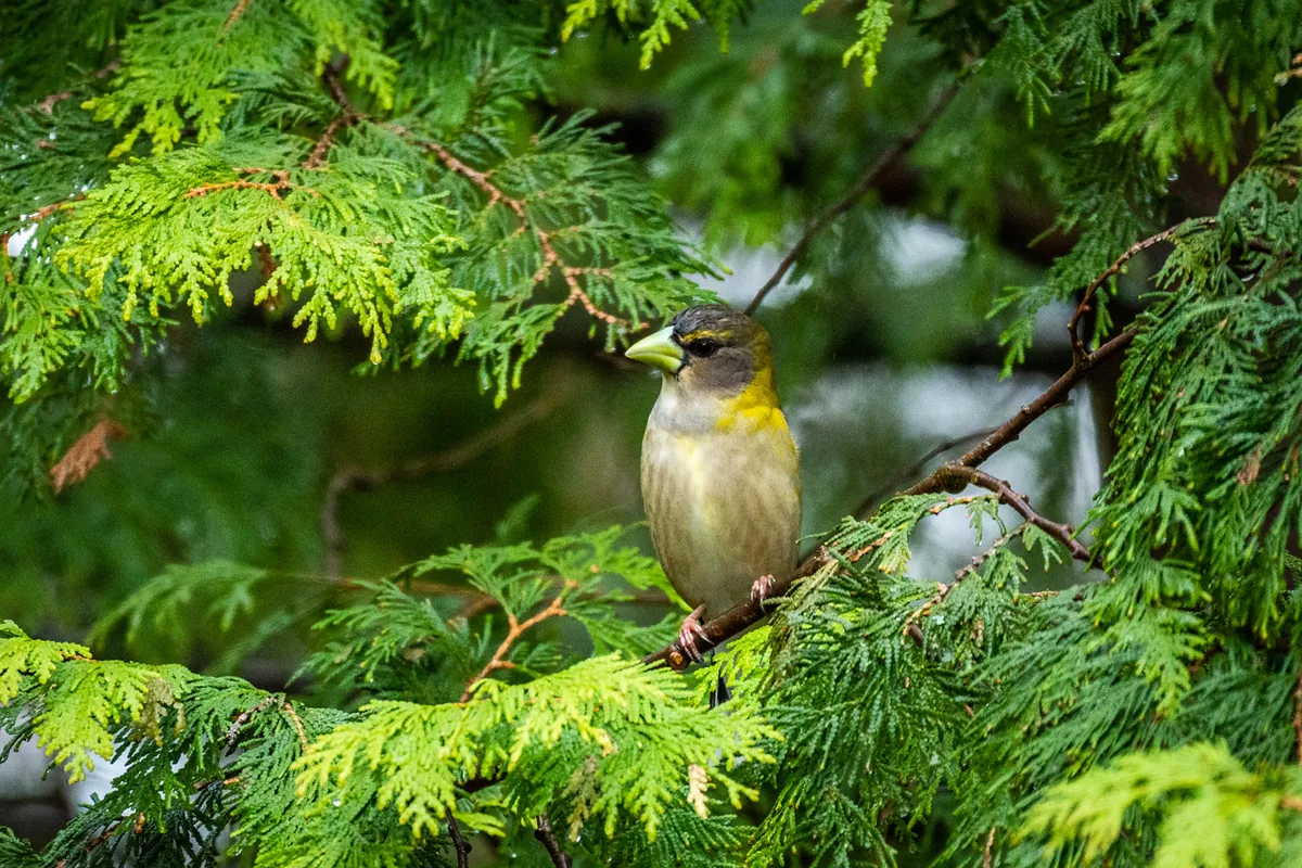 Heart Lake Birding Walk