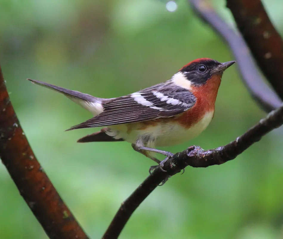 North on the Wind: A Migratory Bird Presentation with Bruce M. Beehler
