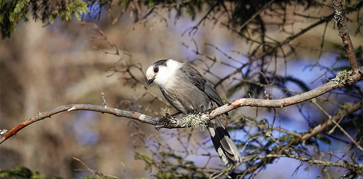 Birding Walk: Bloomingdale Bog Trail