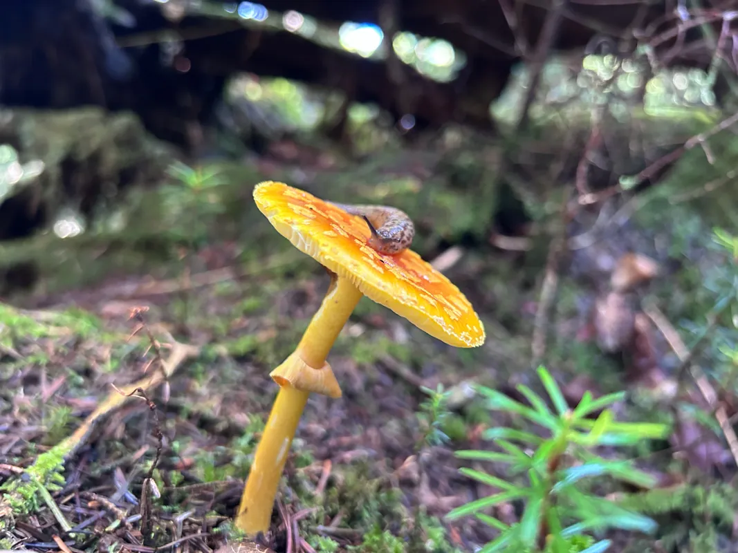 Mushroom I.D. Walk