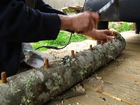 Blue Oyster Log Inoculation Workshop