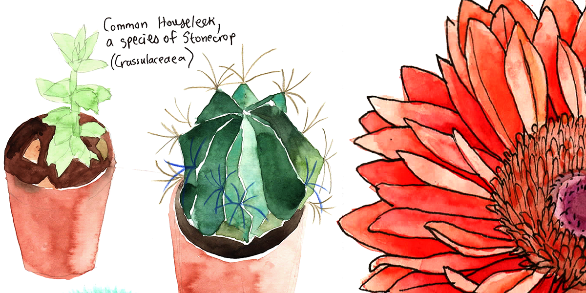 Botanical Watercolour Workshop