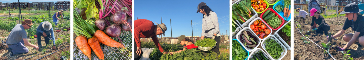 2027 Grow Veggies In-Person Program (Thursdays)