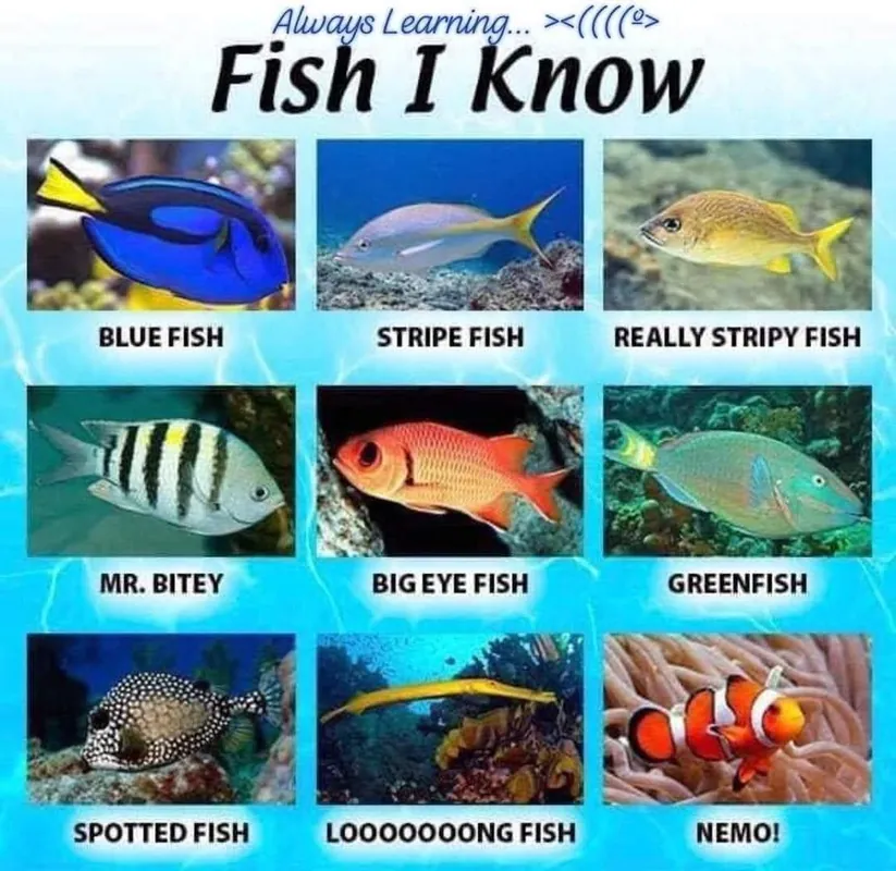 REEF Identification des poissons - niveau 1 (région NE Atlantique)