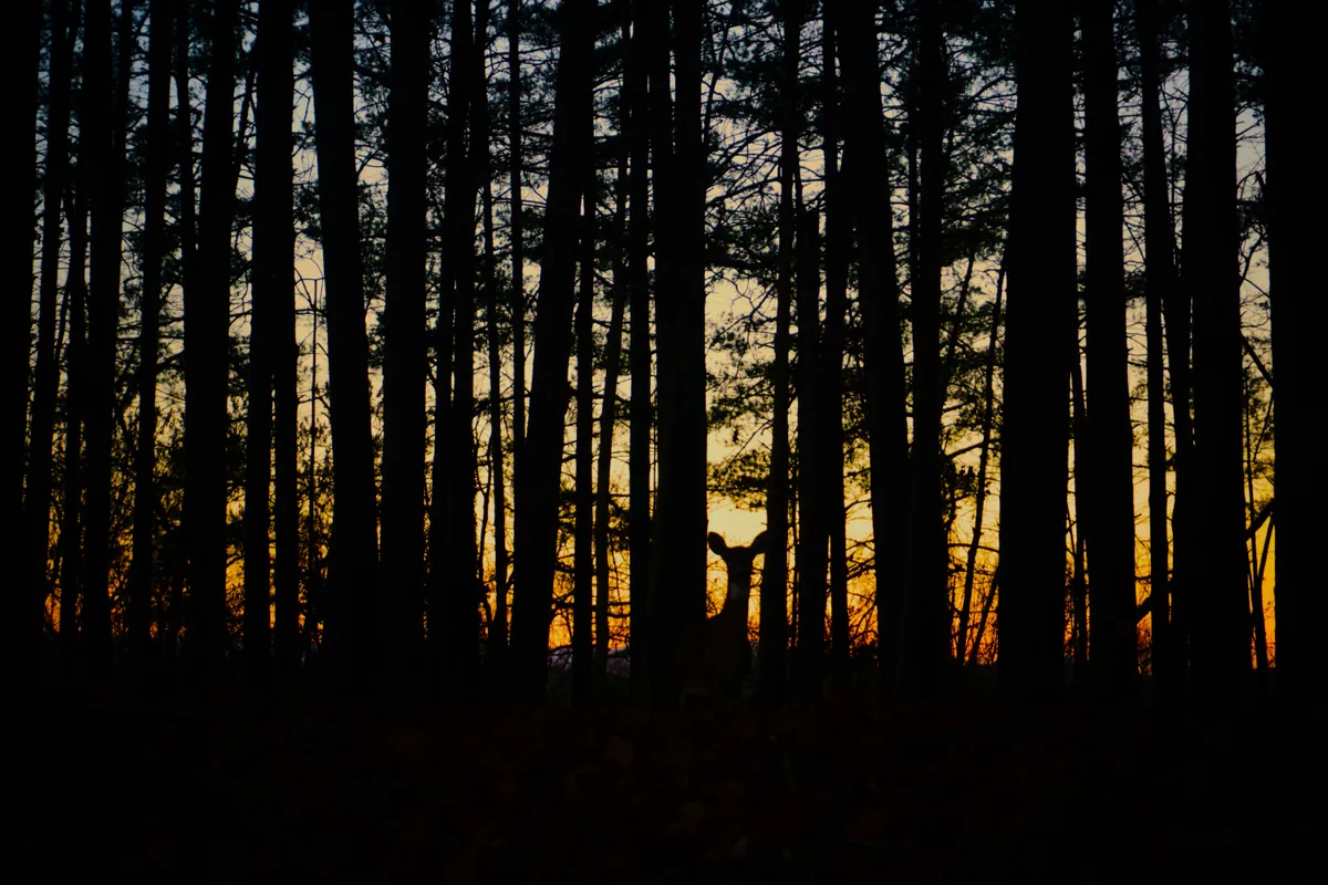 Mindful Photography: Fall Foliage